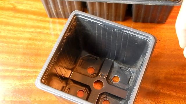 #4 Обзор 3-х месячных сеянцев спиреи, перевалка. Размножение спиреи семенами. смотреть онлайн