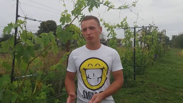 Як вирощувати виноград. Догляд за столовим виноградом. Зимостійкі сорти столового винограду