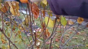 Обрезка метельчатой гортензии Левана