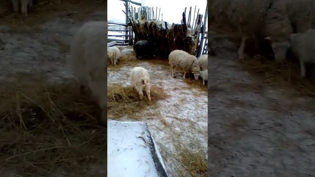 Как назвать теленка? смотреть онлайн