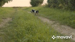 Почему шнауцер лучше других пород ?