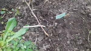 Пионы не всходят!!? Что делать?