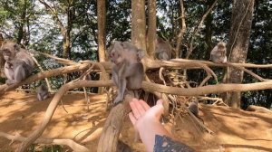 ? ОДИН ДЕНЬ В СЕМЬЕ БАЛИЙЦЕВ | Как это - жить на Бали? | Жизнь местных людей на Бали