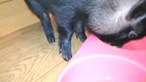 Свинья дома! 15 день. Как кормить Мини Пига что он ест. Что ест Мини Пиг. Мини пиг дома! ?☺???