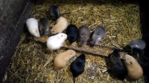 Порода нутрий, ....(какие?)