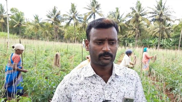 Tomato farming techniques ಟೊಮಾಟೊ ಕೃಷಿ ಅರ್ಕ ರಕ್ಷಕ್ ತಳಿಯ  ಮಾಹಿತಿ