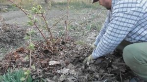 Весеннее мульчирование ежевики листвой - все просто
