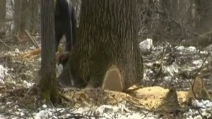 Завораживающие кадры/Валка дуба/Как падает дерево