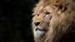 REGGAE MEDITATION  MUSIC | RELAXING REGGAE MUSIC  | RELAXING SLEEP MUSIC