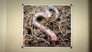 Домашнее разведение червей. Простые советы