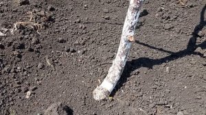 #черешня_вымерзла#что_делать_с_черешней#спилить_на_пенек Черешня вымерзла.Что делать_.mp4