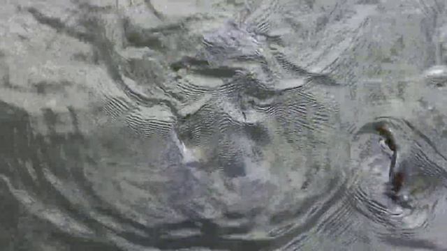 Прожорливые рыбы не дают уткам поесть./Gluttonous fish keep the ducks from eating. смотреть онлайн