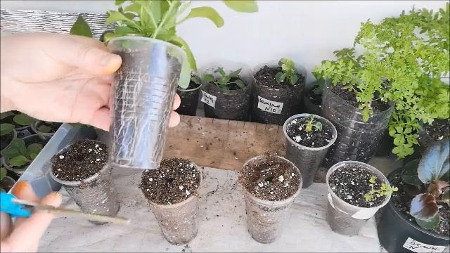 Вегетативные  петунии.Калибрахоа.Пересадка.