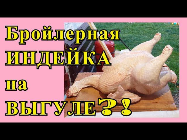 БРОЙЛЕРНАЯ ИНДЕЙКА НА СВОБОДНОМ ВЫГУЛЕ.? НАЧАЛО ЭКСПЕРИМЕНТА) Хайбрид-Конвертер и БИГ - 6