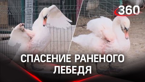 После схватки с хищником: раненого лебедя спасли в Челябинской области