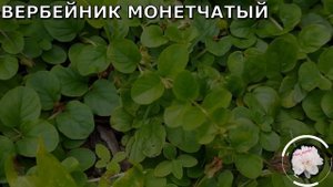 Что посадить в тени дома?