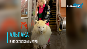 Альпака в московском метро