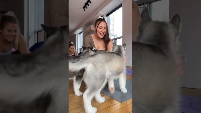 WOULD YOU TRY PUPPY YOGA?! baby huskies ??? toronto