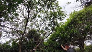 Jungle beach Унаватуна Шри-Ланка. Стоит того? НЕТ