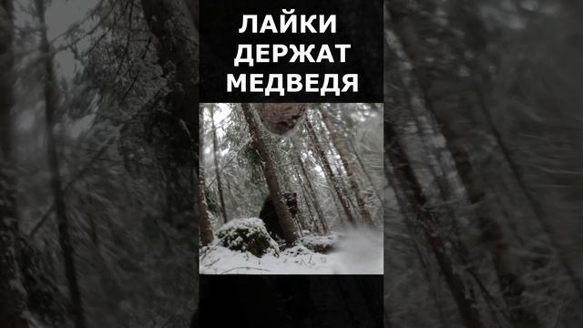 Собаки удерживают медведя на охоте