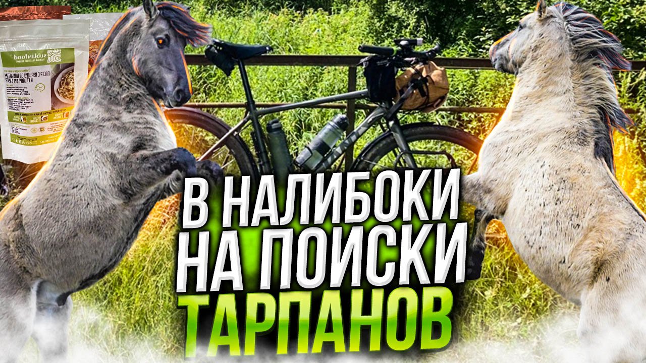 Велопокатушка в Налибоки на поиски диких лошадей.
