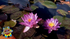 Нимфея Siam Purple 2 (Фиолетовый Сиам 2) кувшинка, waterlily, водные растения, пруд