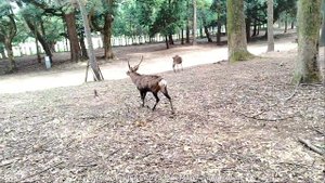 Нара Япония олени в городе