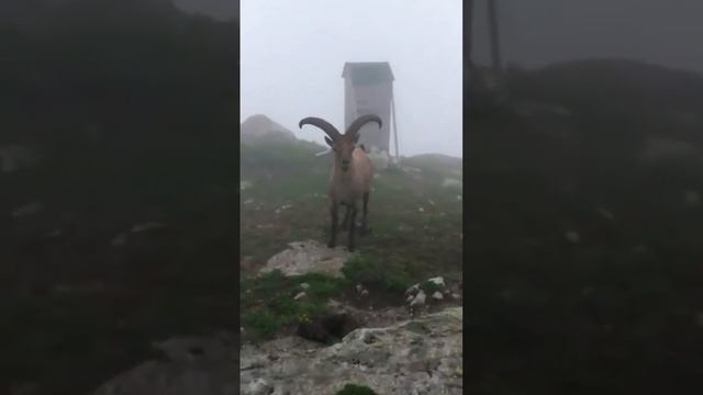 Дикий тур. mountain goat. Russia, Caucasus Mountains , Karachay Cherkessia