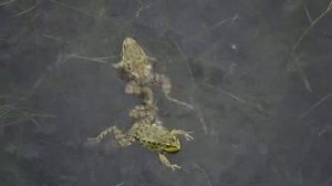 Хор лягушек