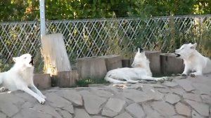 Воющие волки в ижевском зоопарке