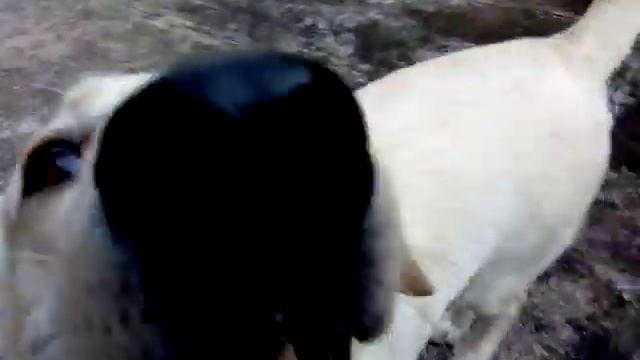 Labrador retriever 10 months old female which is of pet quality