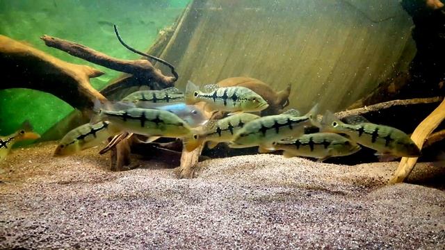 Cichla "Ocellinae" (Cichla sp.aff. ocellaris x Cichla melaniae) смотреть онлайн