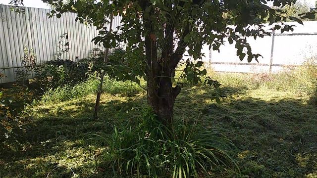 1 сентября в Краснодаре. Работаем в саду. Переезд в Краснодар. Яблоновский смотреть онлайн