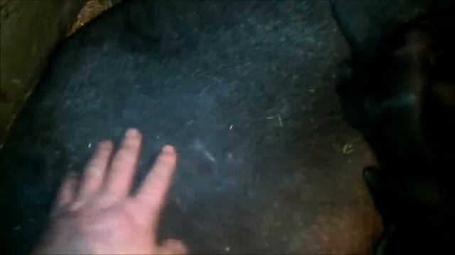 Маленькие поросята / Деревенская жизнь