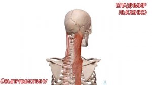 РЕМЁННАЯ МЫШЦА ГОЛОВЫ В 3D / АНАТОМИЯ ЧЕЛОВЕКА ДЛЯ МАССАЖИСТОВ 3D
