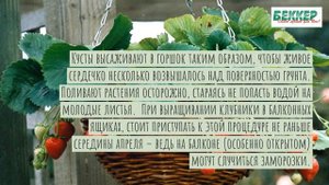 Как вырастить землянику на подоконнике или на балкон