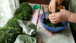 Два способа заготовки укропа на зиму. Как заготовить зелень