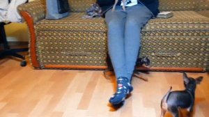 Самые маленькие собаки. The smallest dogs. Русский Той терьер.  Russian Toy Terrier.