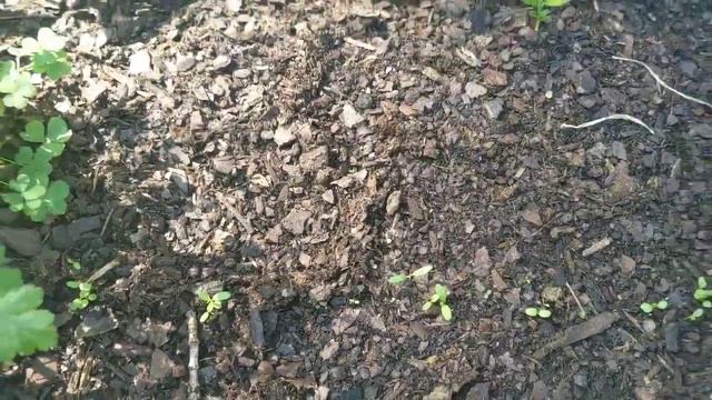 September Garden TourFALLSUMMER crops