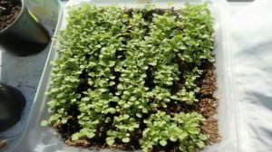 Как вырастить рассаду львиного зева из семян