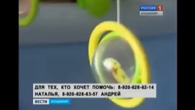 Подарите ребёнку шанс смотреть онлайн