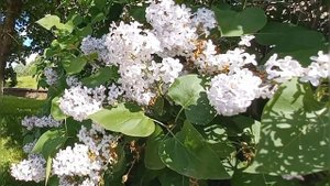 Вальс Из Оперетты "Летучая Мышь" | Иоганн Штраус | Классическая Музыка
