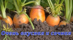 Как вырастить крупную и сладкую морковь?