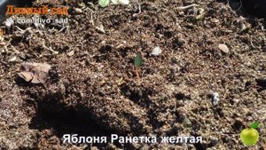 Ранетка желтая - рождение дерева!