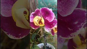 PHALAENOPSIS PINK WHITE # YELLOW LIP