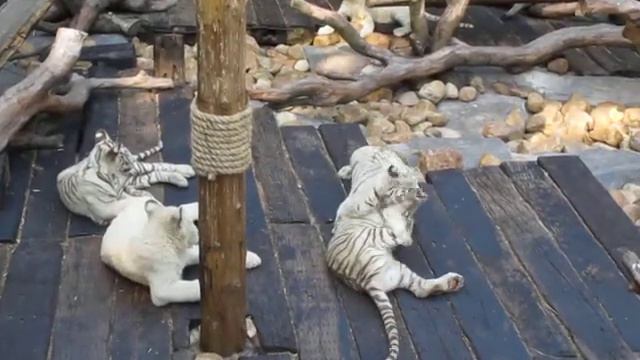 tiger cubs play fighting @ Chime Long Safari Park, Guangzhou, China смотреть онлайн