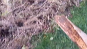 Ещё не поздно посадить тюльпаны и нарциссы.