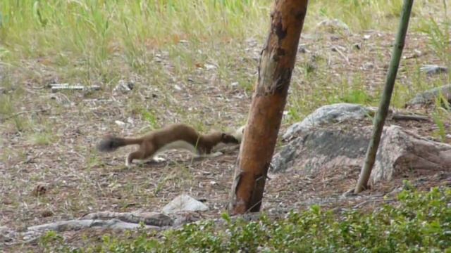Кандалакшский заповедник. Горностай смотреть онлайн