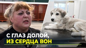 Люди в период отпусков все чаще выбрасывают животных на улицу