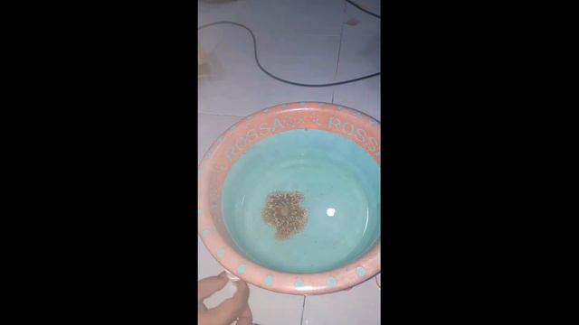 Unboxing Anemon Karpet Laut & Langkah Awal sebelum masuk Tank Aquarium Air Laut смотреть онлайн